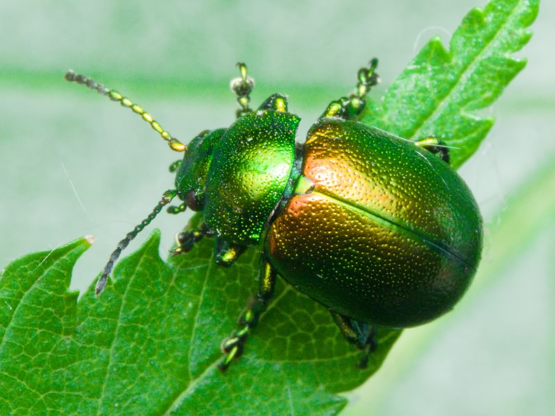 Chrysolina graminis (Linnaeus, 1758)